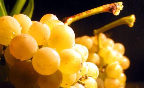 Kollane viinamari