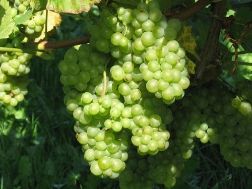 Valge viinamari